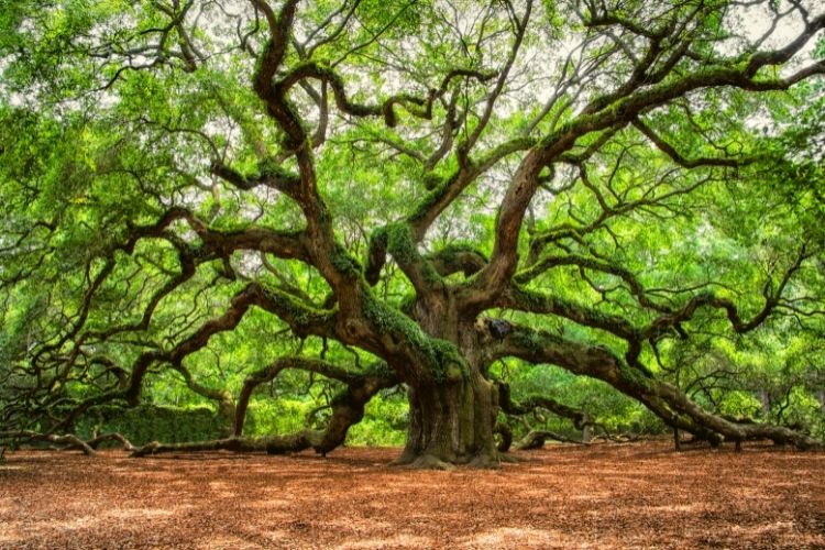 Angel Oak on Johns Island