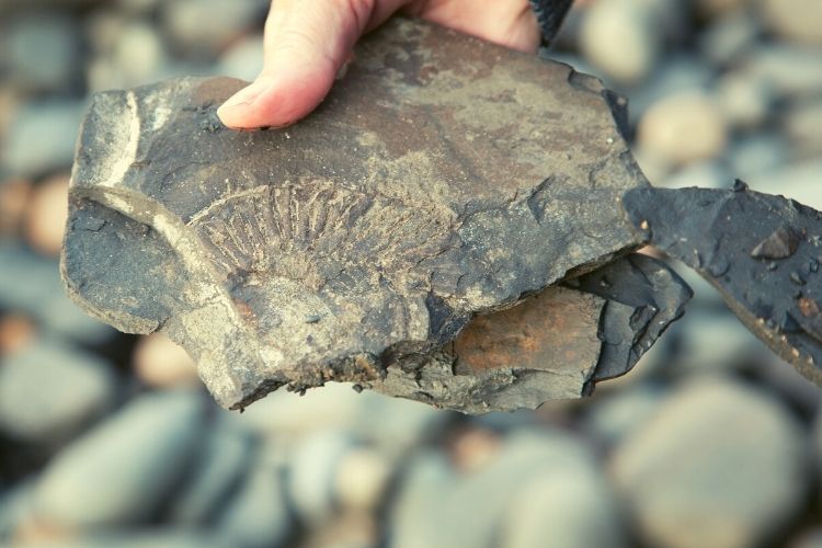 Charleston Fossil Adventures