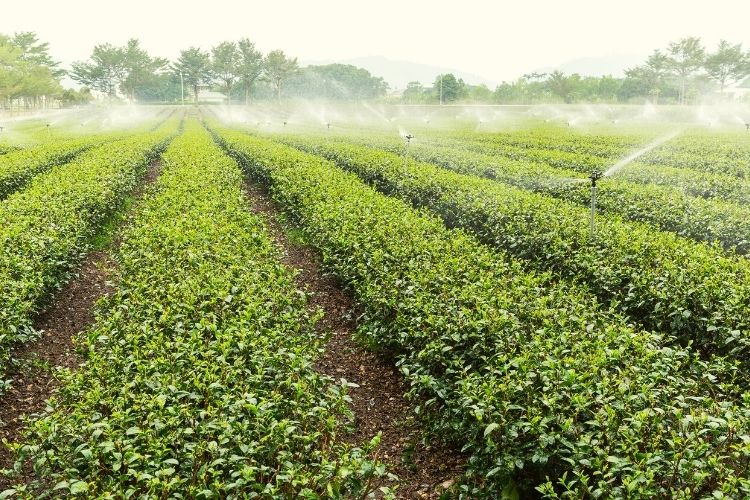 Charleston Tea Plantation