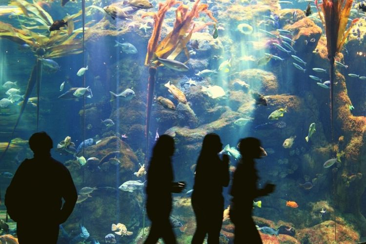 Florida Aquarium