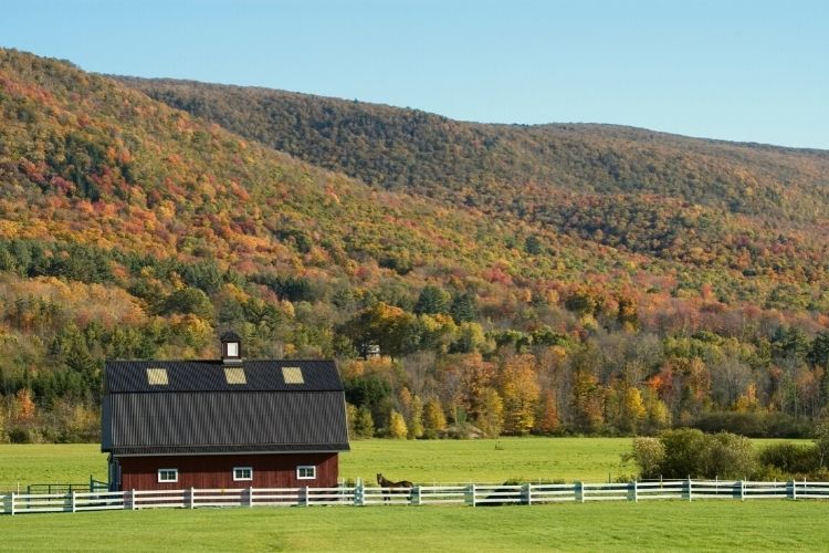 Horse Farm Vermont