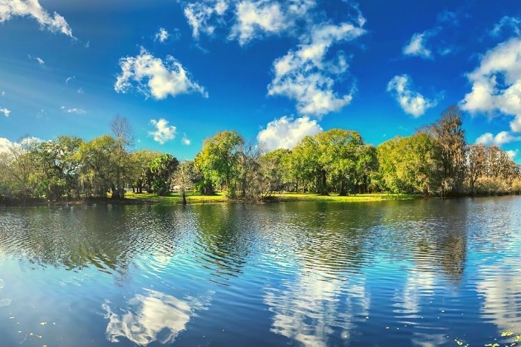  Lettuce Lake Park Tampa