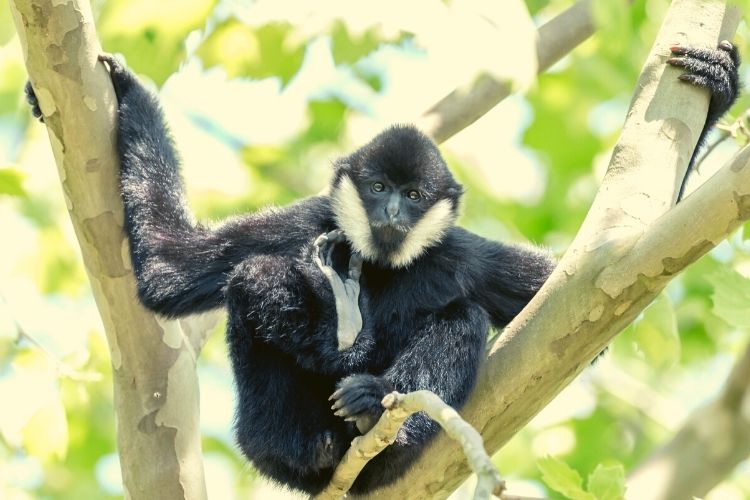 Nashville Zoo