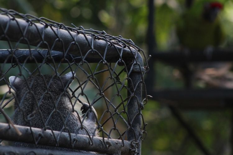 Santa Ana Zoo