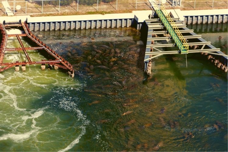 Tampa Electric Manatee Viewing Center