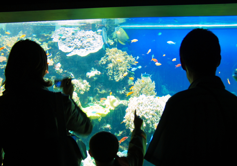 new england aquarium