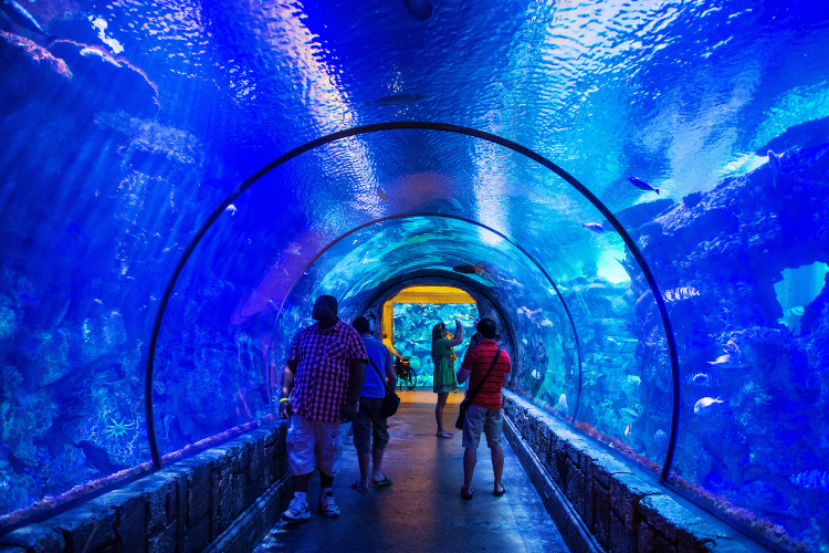 shark reef aquarium las vegas
