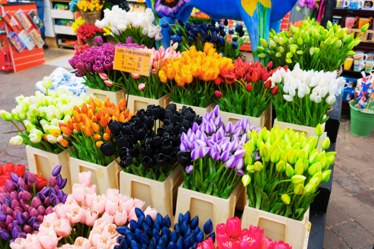 bloemenmarkt amsterdam