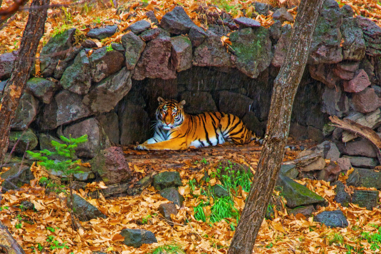 franklin park zoo