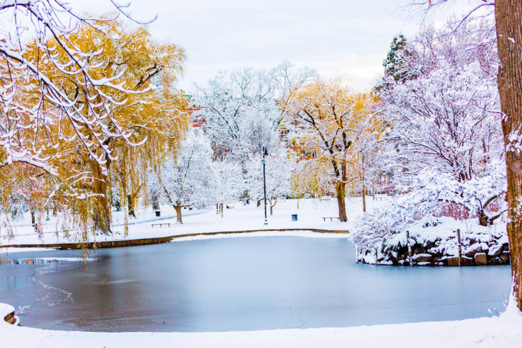 boston common frog pond