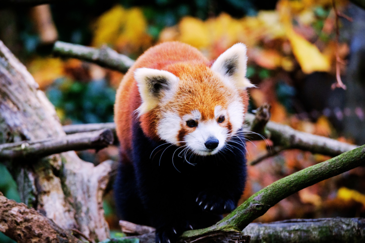 red panda boston