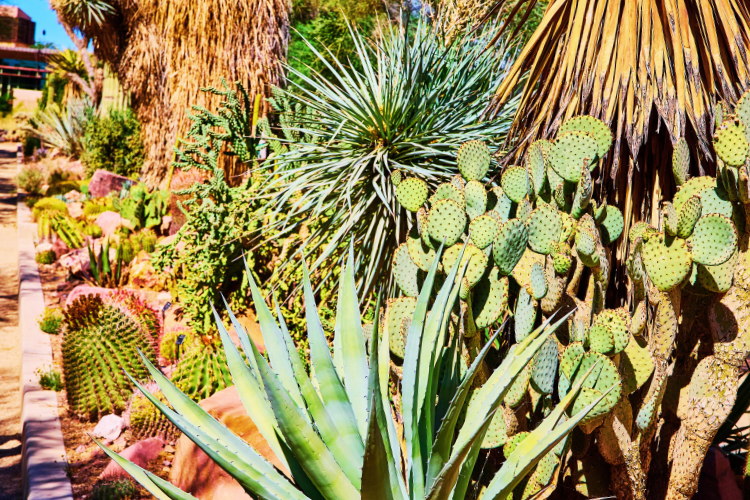 circus circus botanical cactus gardens