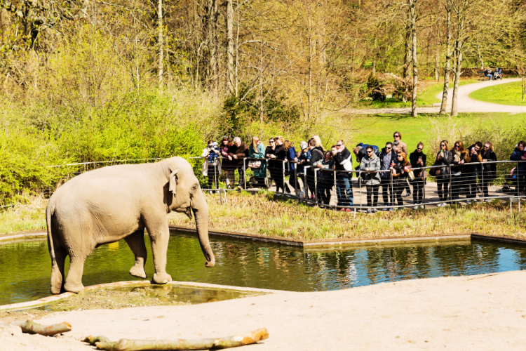 copenhagen zoo denmark