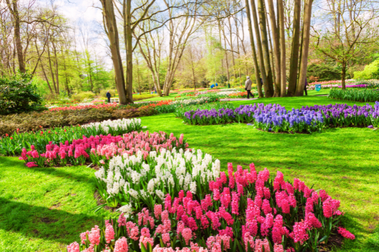 keukenhof gardens amsterdam