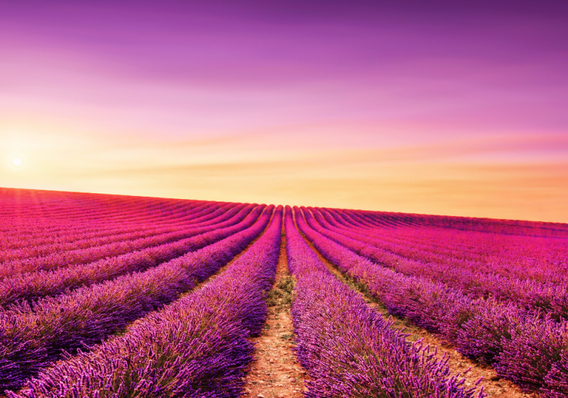 lavender field