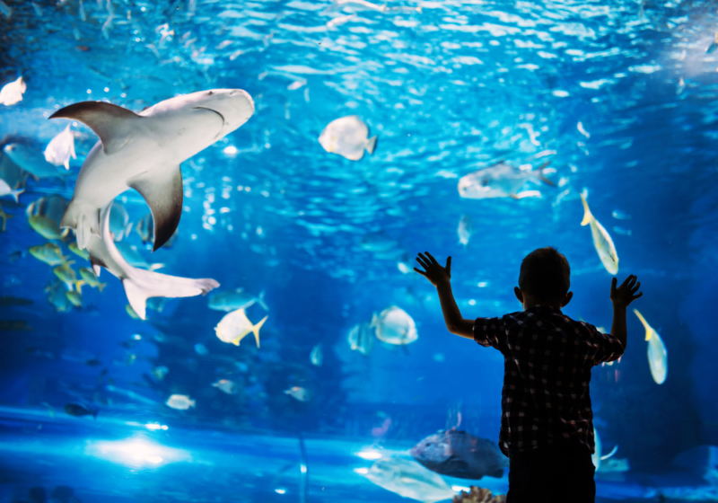 oceanário de lisboa