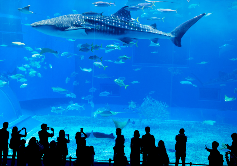 lisbon oceanarium