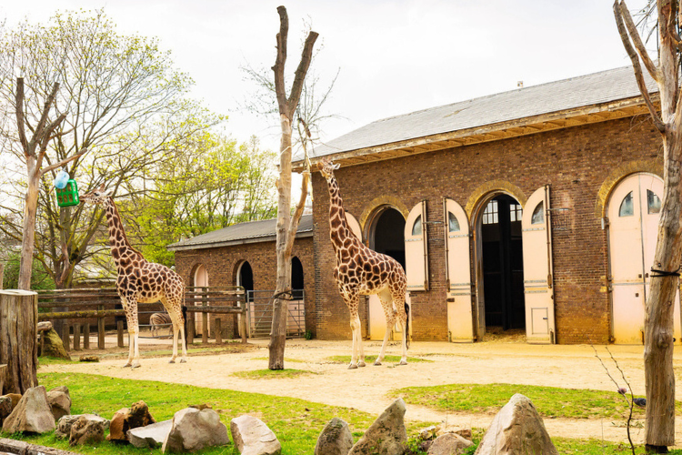 london zoo