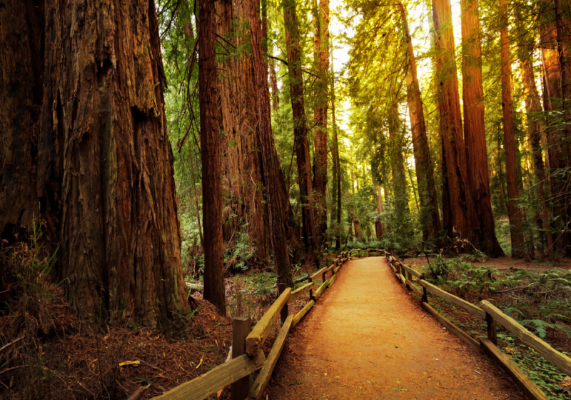 muir woods in san francisco