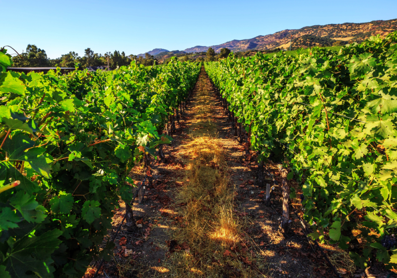 napa valley in san francisco