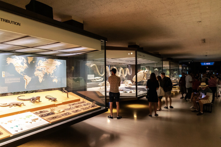 new york museum
