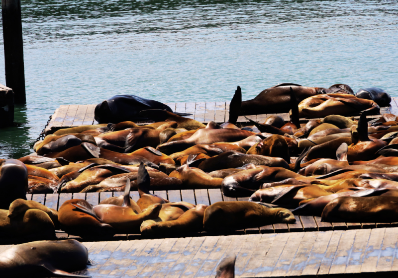 pier 39 san francisco with kids