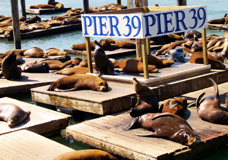 pier 39 in san francisco