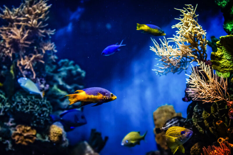 seville aquarium