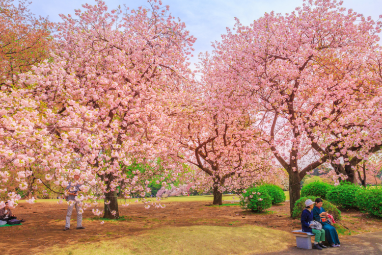 shinjuku gyoen in tokyo