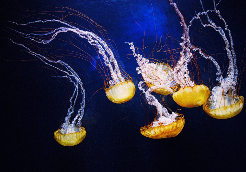 steinhart aquarium in san francisco