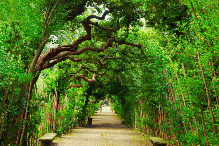 orto botanico di firenze
