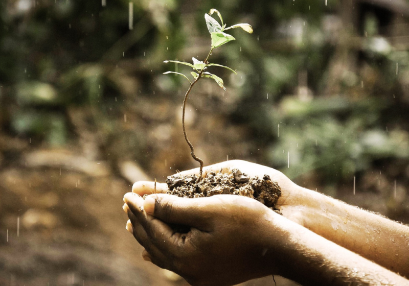 tree planting
