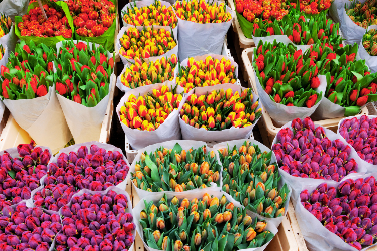 tulips season in amsterdam