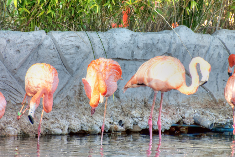 flamingo wildlife habitat